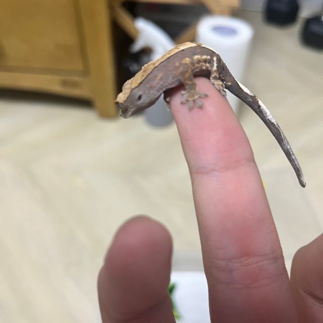 카푸치노