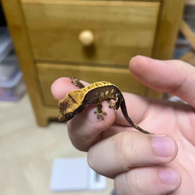 할리퀸 다크