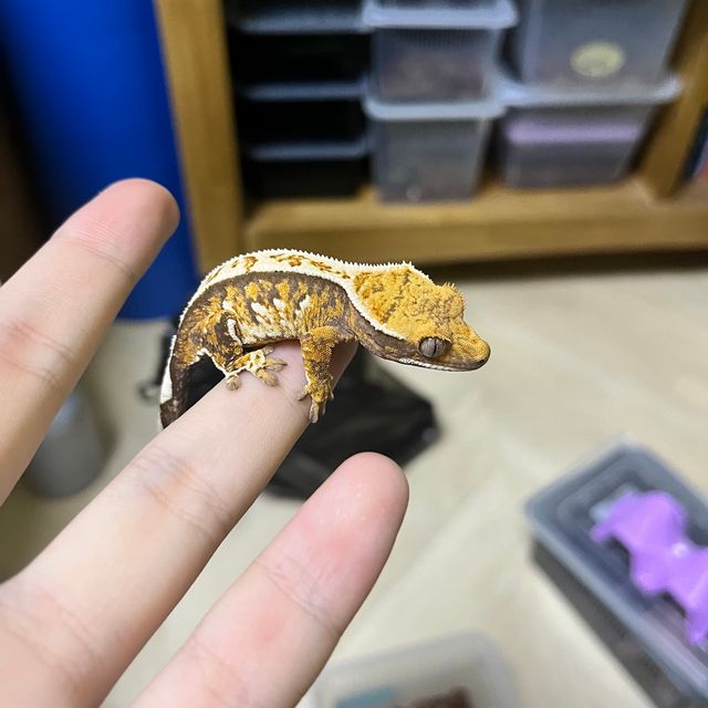 노멀 트라이