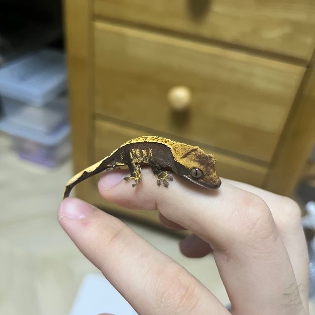 할리퀸 다크