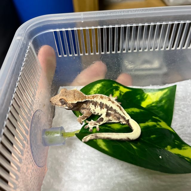 프라푸치노