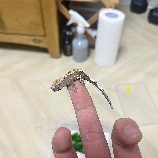 카푸치노