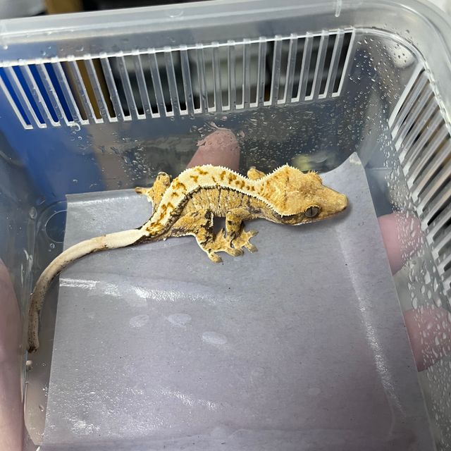 트라이 익스트림할리퀸 드리피