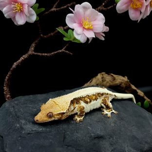 쪼아