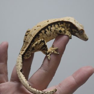 트라이 익스트림할리퀸