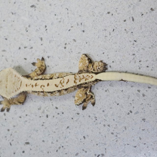 트라이 익스트림할리퀸