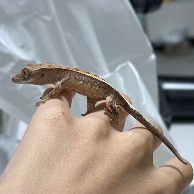 풀핀 크림 카푸치노