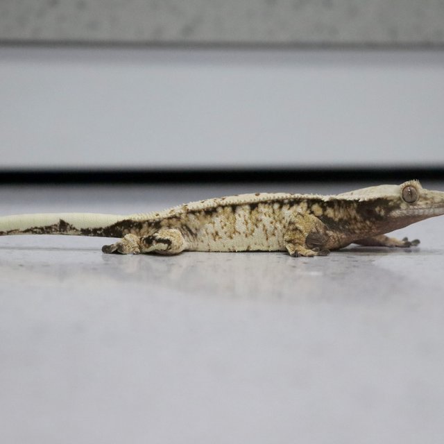 트라이 익스트림할리퀸