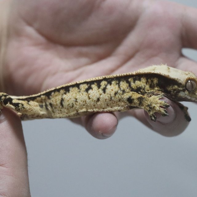 트라이 익스트림할리퀸