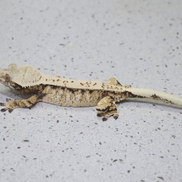 트라이 익스트림할리퀸