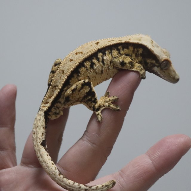 트라이 익스트림할리퀸