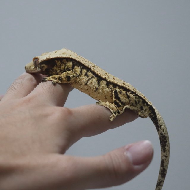 트라이 익스트림할리퀸