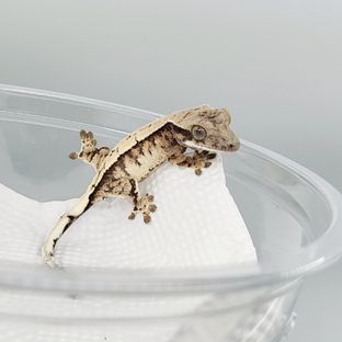 세이블