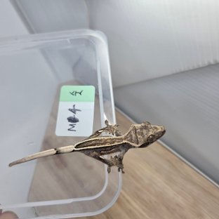 엠티백