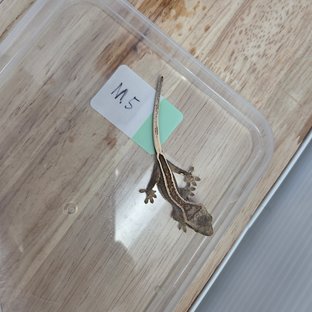 엠티백