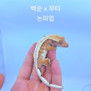 트라이 텐저린 타이거