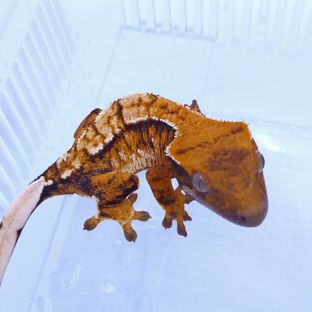 텐저린 트라이 노멀
