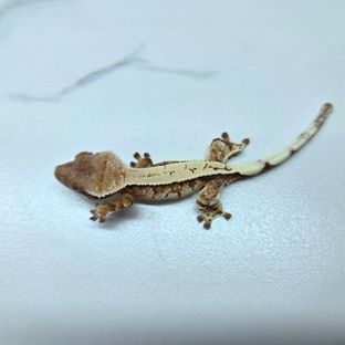 세이블 쿼드 화이트 화이트핀
