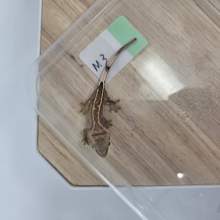 엠티백