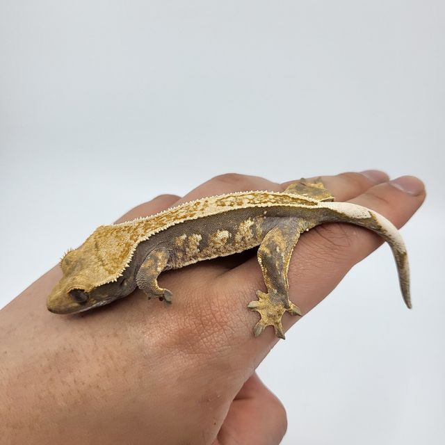 100%헷아잔틱 풀핀