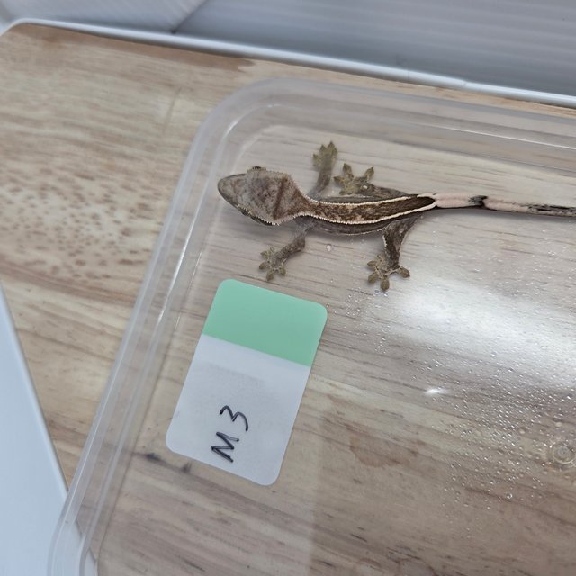 엠티백