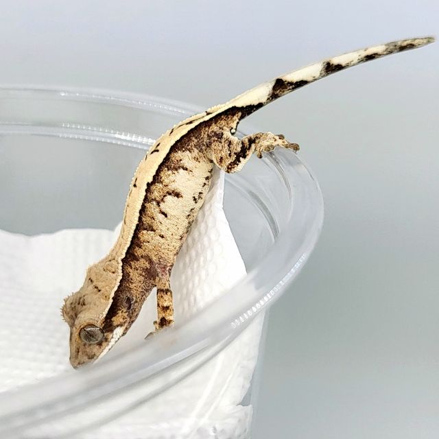 세이블