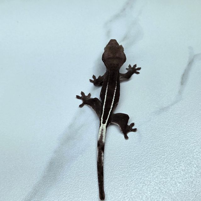 아잔틱 화이트핀 챠콜 알티