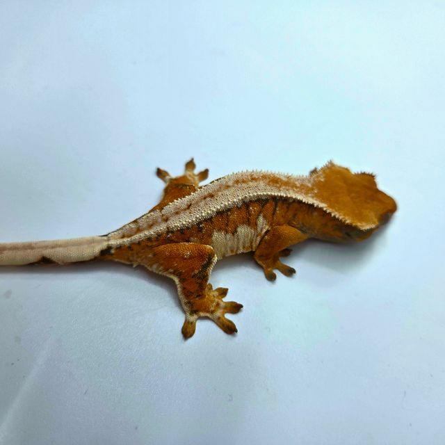 트라이 텐저린 타이거