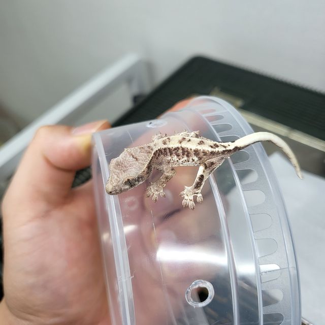 프라푸치노