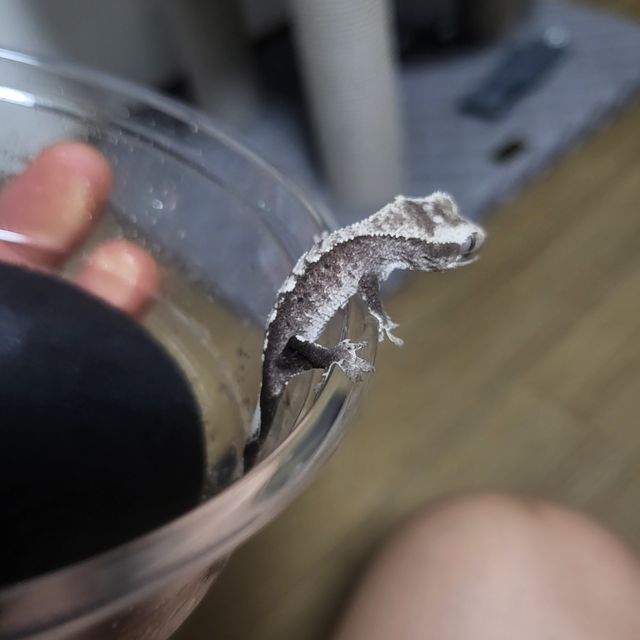 아잔틱