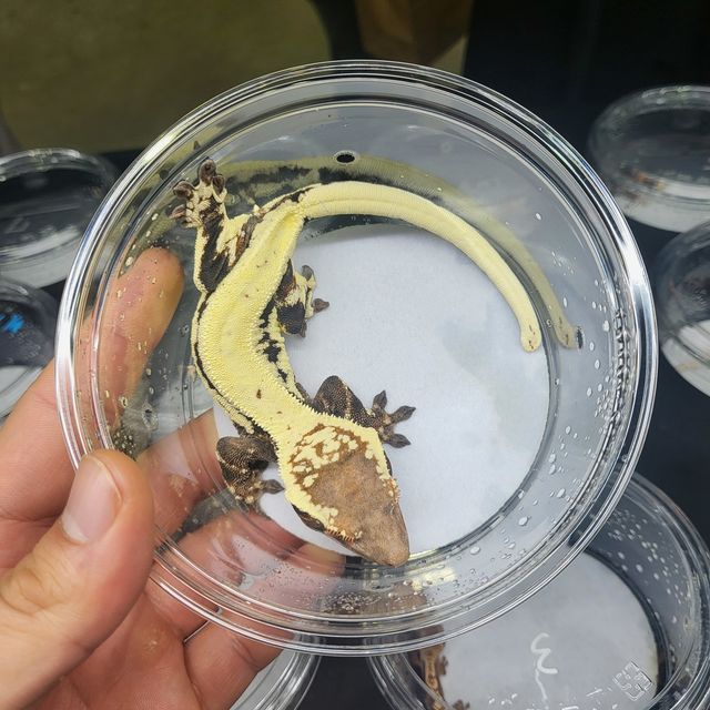 프라푸치노