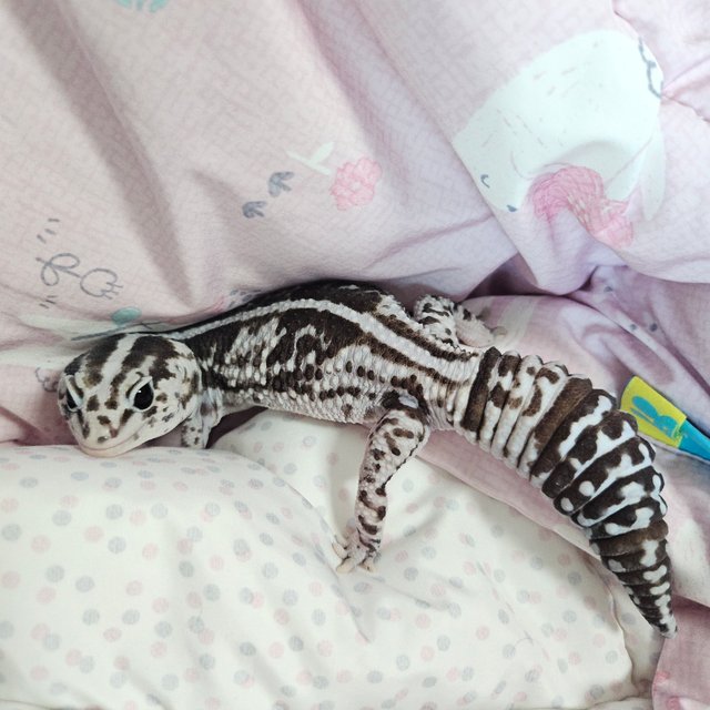 화이트아웃 오레오