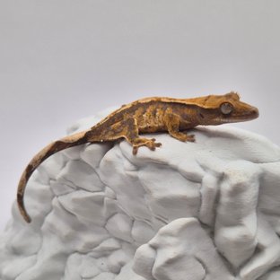 노멀 트라이 익스트림할리퀸 텐저린 화이트스팟