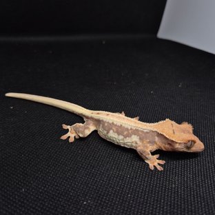 릴리화이트 트라이 드리피 레드