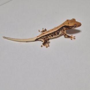 릴리화이트 트라이