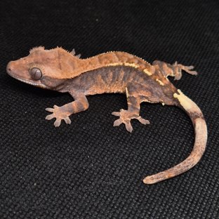 카푸치노 트라이 화이트핀 블랙 화이트 텐저린