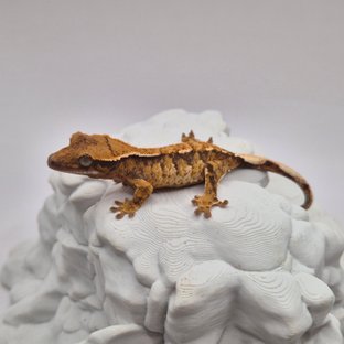 노멀 트라이 익스트림할리퀸 화이트스팟 텐저린