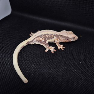 릴리화이트 솔리드백 드리피 화이트