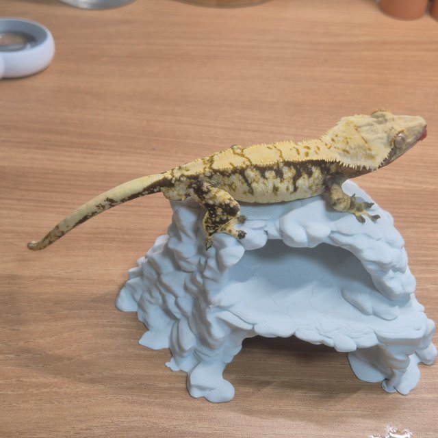 노멀 트라이 화이트스팟 익스트림할리퀸