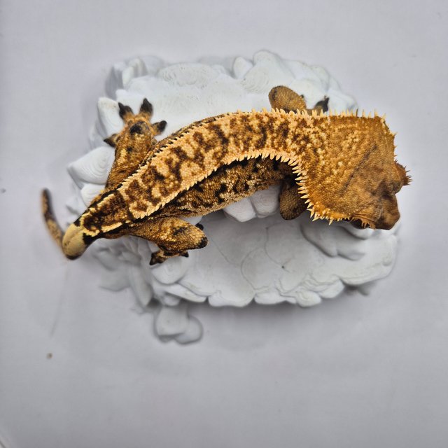 노멀 트라이 익스트림할리퀸 텐저린