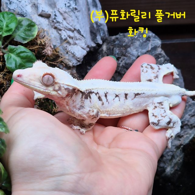 릴리화이트 솔리드백 드리피 화이트스팟 화이트