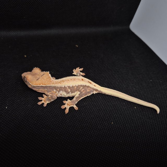 릴리화이트 트라이 드리피 레드