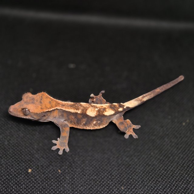 세이블 트라이 텐저린 화이트