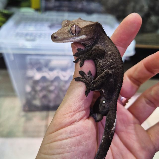 아잔틱 패턴리스 블랙