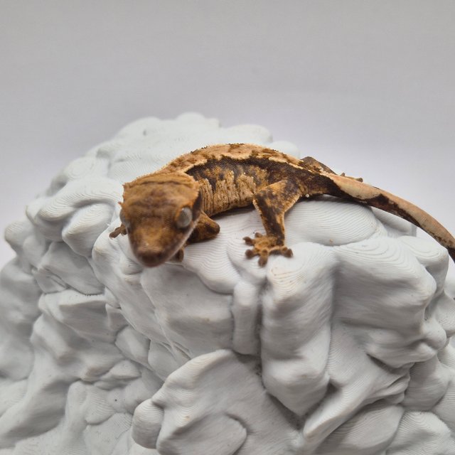 노멀 트라이 익스트림할리퀸 텐저린 화이트스팟