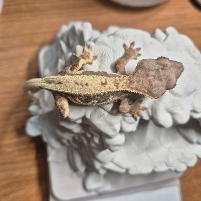 100%헷아잔틱 프라푸치노