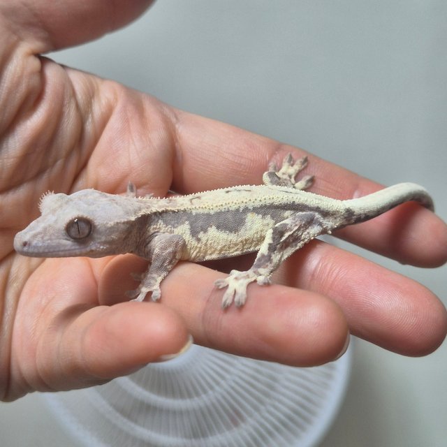 100%헷아잔틱 프라푸치노