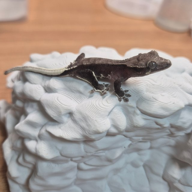 릴잔틱 팬텀 화이트스팟