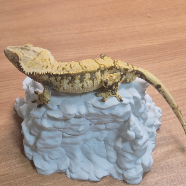 노멀 트라이 화이트스팟 익스트림할리퀸