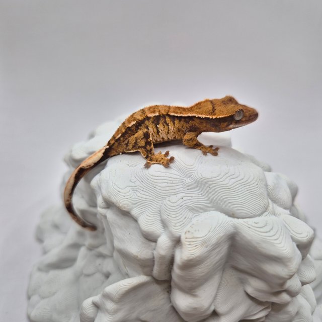 노멀 트라이 익스트림할리퀸 화이트스팟 텐저린